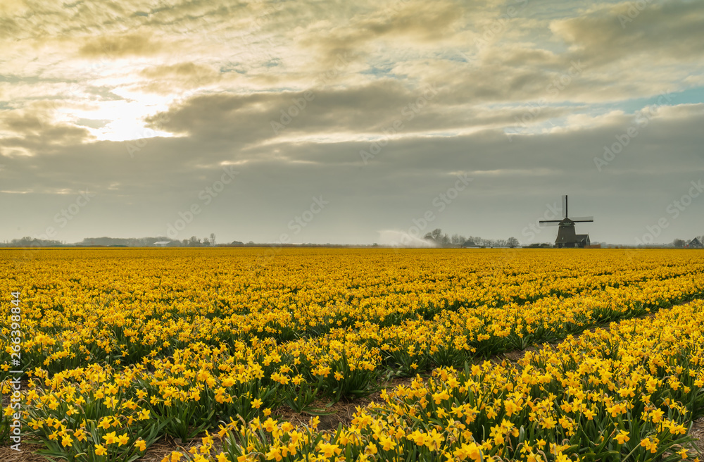 Dutch landscape with tulips and windmills