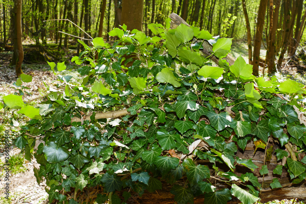 Umgestürzter Baum im Wald, mit Pfählen gestützt und von Efeu überwuchert Umgestürzter Baum im Wald, mit Pfählen gestützt und von Efeu überwuchert