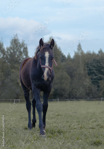 black stallion foal with white line walking in field
