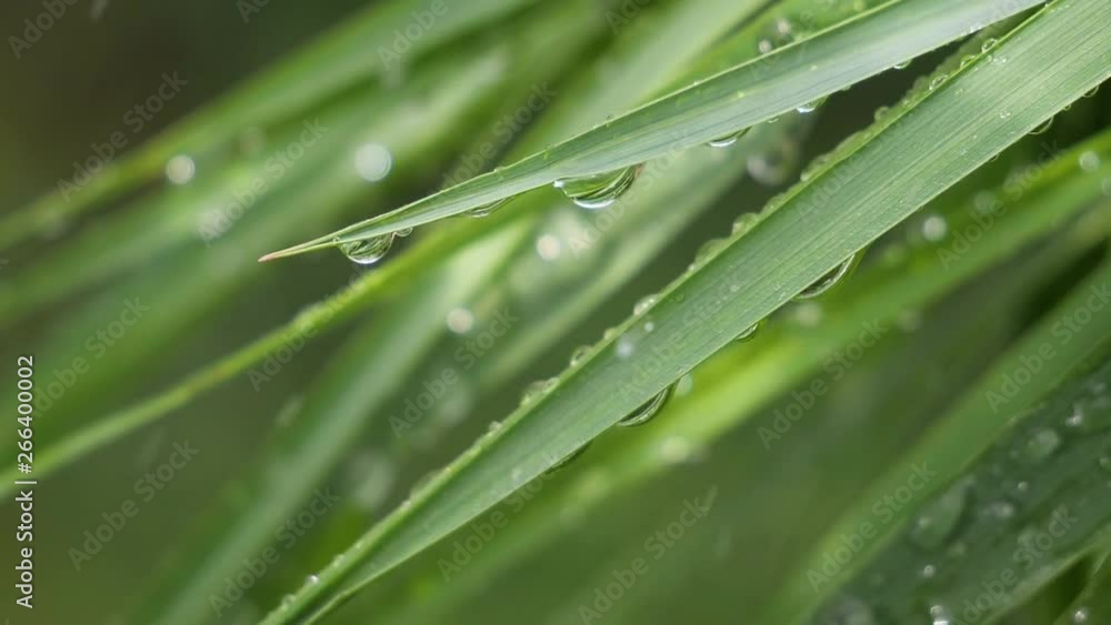 Green leaf with raindrops in the summer in nature develops in the wind Green leaf with raindrops in the summer in nature develops in the wind