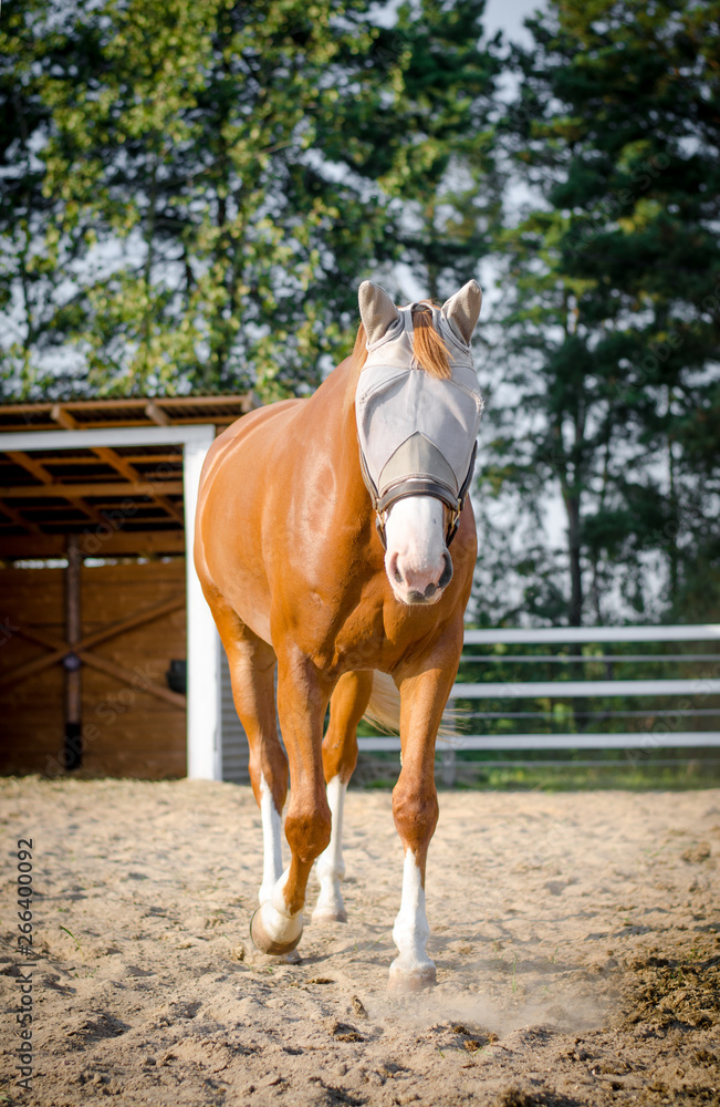 portrait of funny red trakehner mare horse in halter and mask in paddock near shelter portrait of funny red trakehner mare horse in halter and mask in paddock near shelter