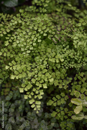 Maidenhair fern leaves close up © Grigoriy