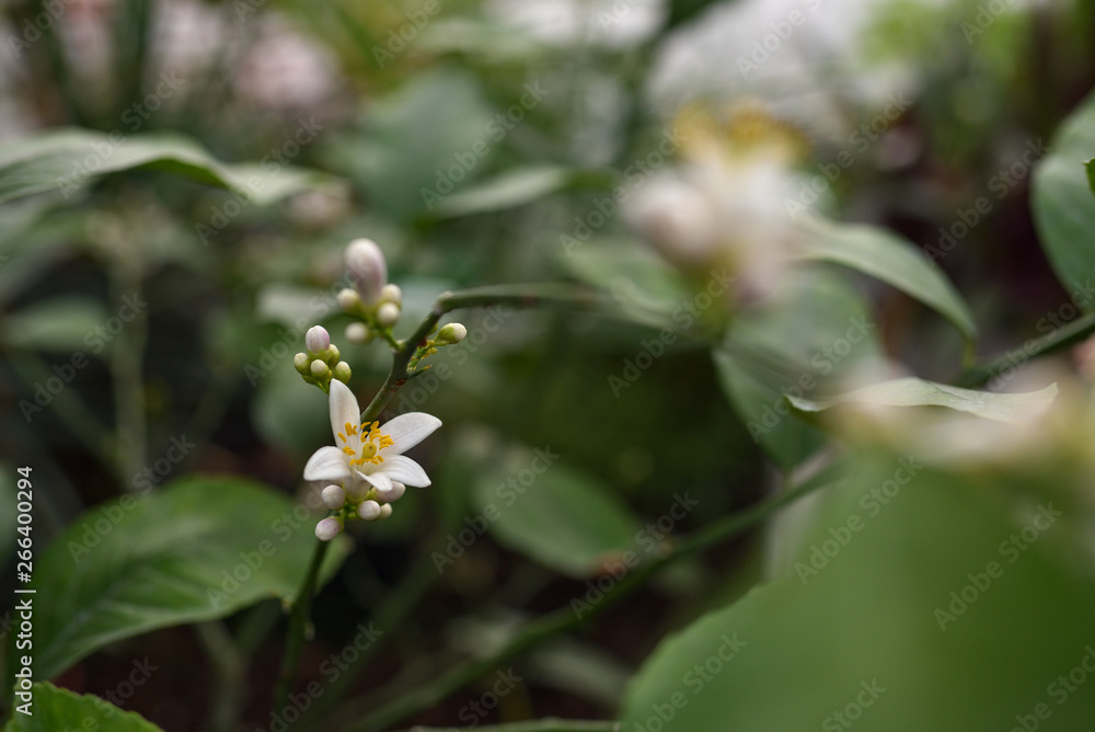 Lemon blossom Lemon blossom