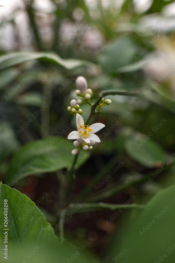 Lemon blossom Lemon blossom