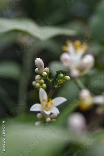 Lemon blossom