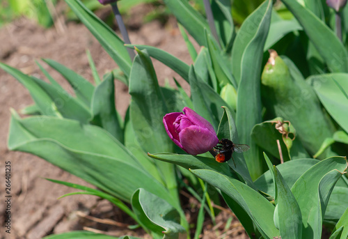 Purple tulip in the morning garden