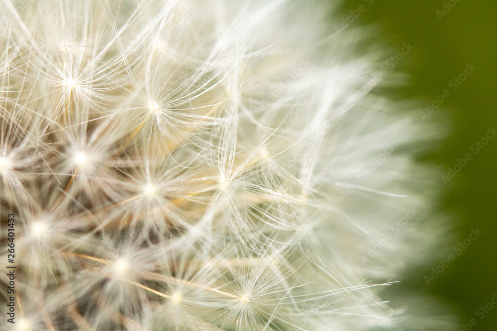 Close Up of Dandelion Seeds on Flower Head Close Up of Dandelion Seeds on Flower Head