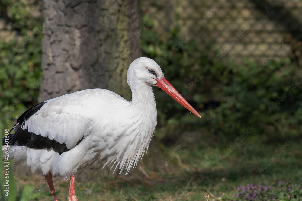 Weißstorch Weißstorch