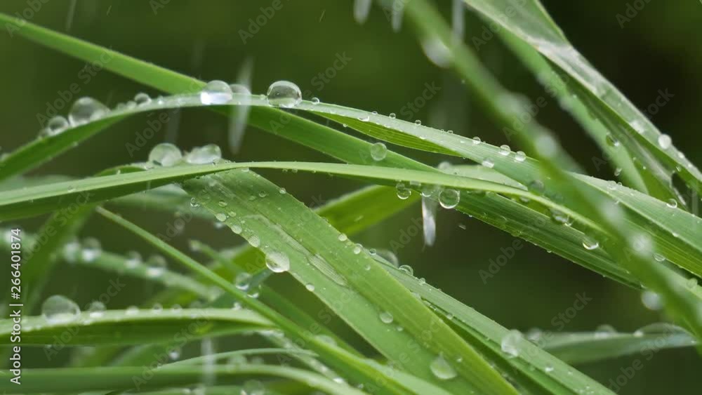 Green leaf with raindrops in the summer in nature develops in the wind Green leaf with raindrops in the summer in nature develops in the wind