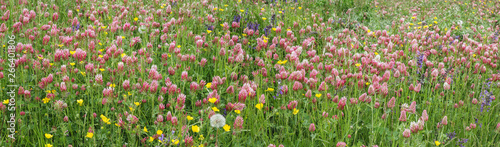 flowering of crimson clovers  Trifolium incarnatum 