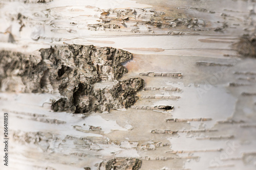 Close-up: Elegant Trunk Nature with Bark Pattern of White Birch Tree in Sunny Day, Stylish Background with Copy Space for Text and Creative Ideas.