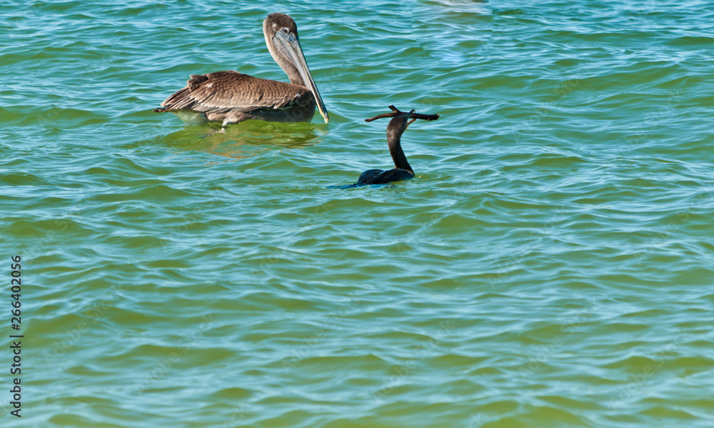 brown pelican and a double-crested cormorant swimming in the tropical waters of the gulf of mexico on a winter, sunny dan