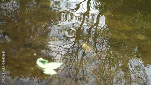 Maple leaf on still water surface in park, mirror reflection of maple leaf and tree in water
