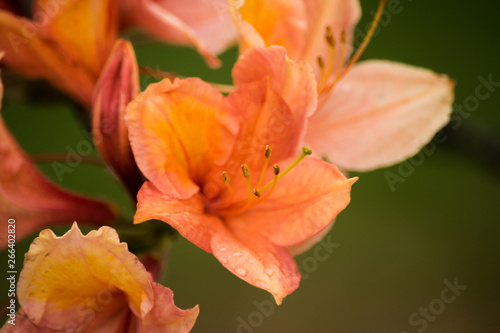 Rhododendron molle orange flower
