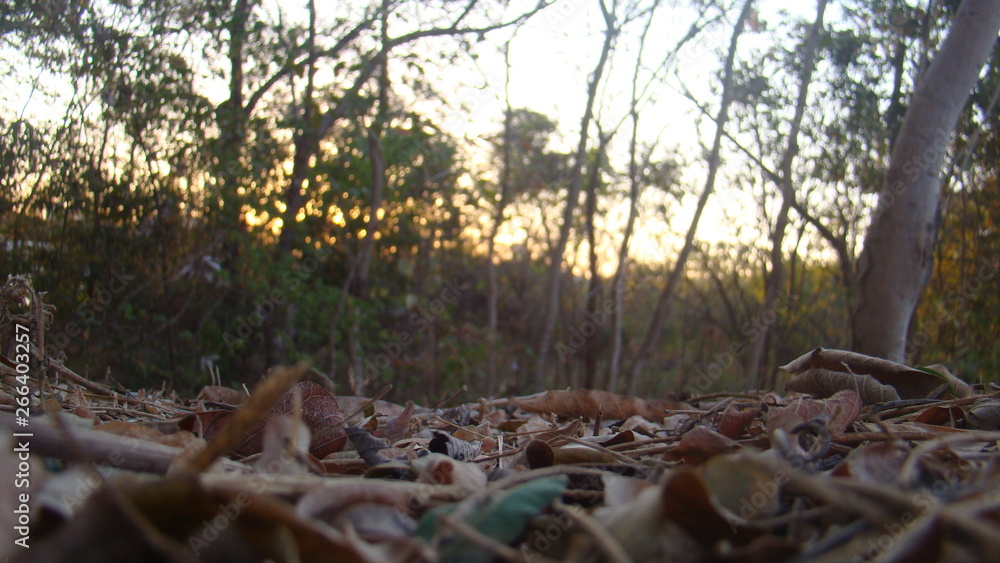 Obraz premium Fim de dia de Outono