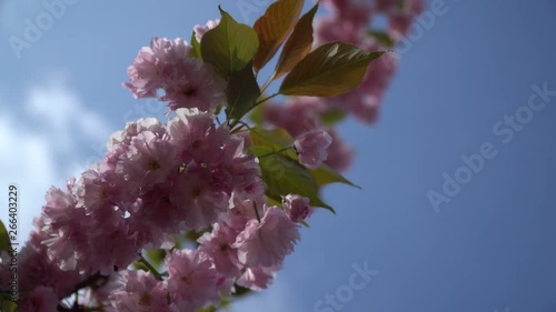 Sakura tree in spring, Cherry blossom, Sacura cherry-tree. Sacura flowers on blue sky
