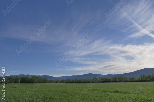 spring morning in the green fields under blue sky © Redfisherstudio