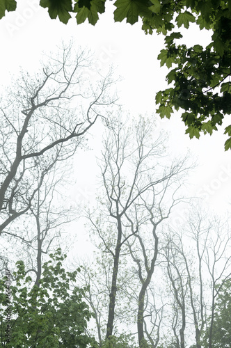 Wallpaper Mural Rainy weather in park. Fragment with trunks of trees. Torontodigital.ca