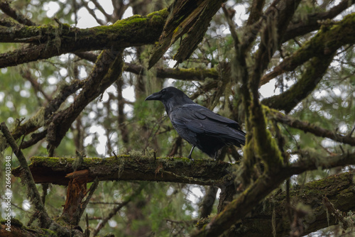 Raven Above photo