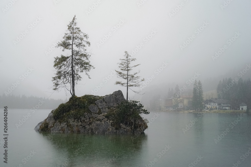 trees in the fog