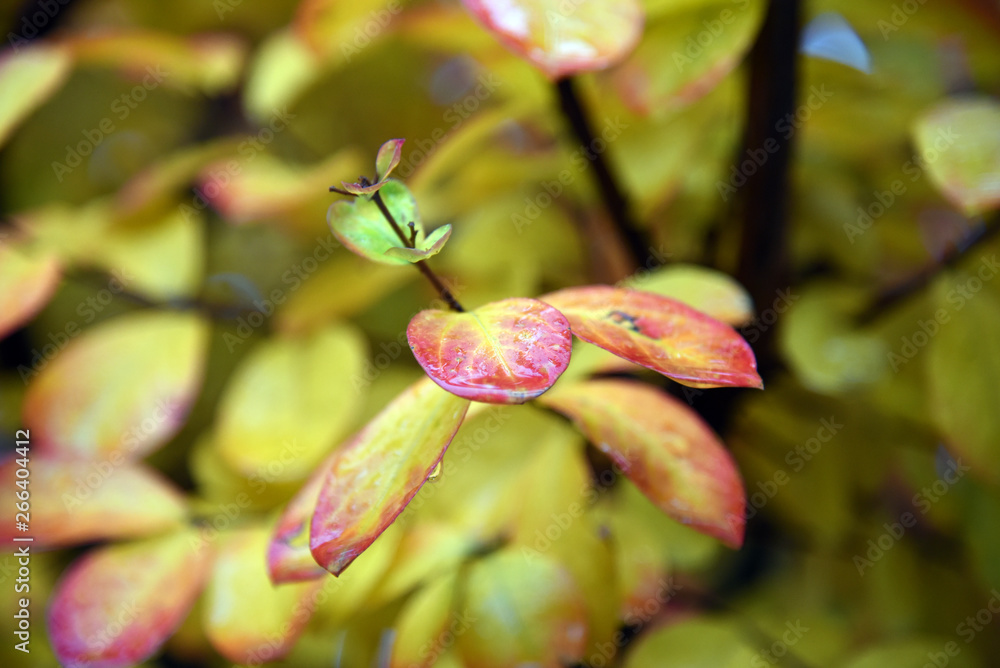 Bunte Blätter im Herbst