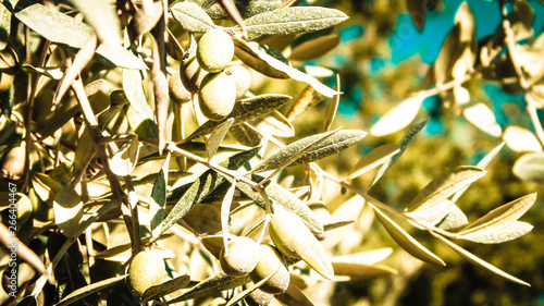 Wallpaper Mural Green olives on branch of Olive Tree. Torontodigital.ca