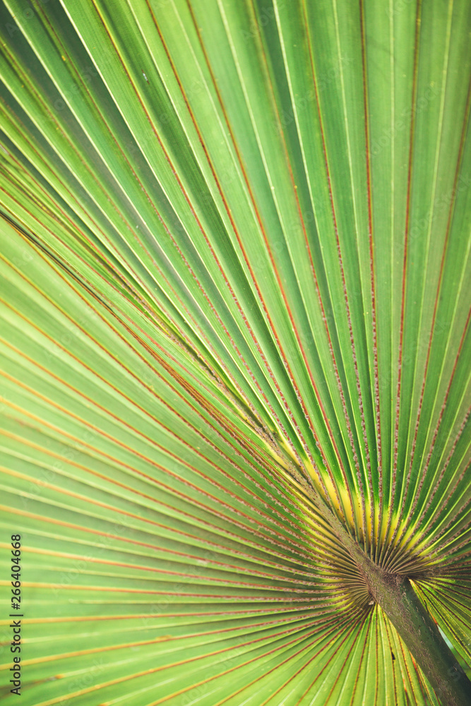 Fototapeta premium nature poster. leaf of palm