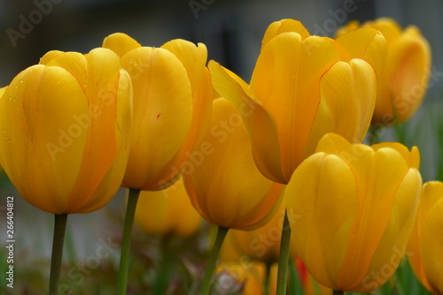vibrant yellow tulips in the garden with natural light