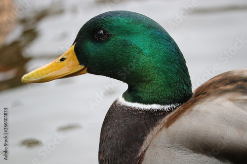 Canard de Vienne