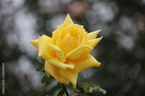 Fleur jaune Amsterdam