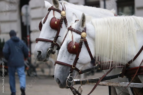 Chevaux blanc Vienne