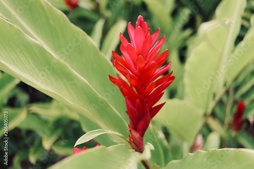 Fleur Guadeloupe 2