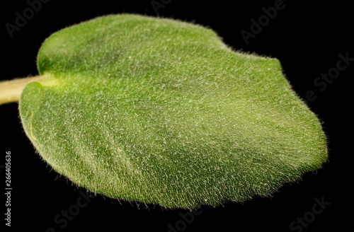 A leaf of Viola on a dark background photo