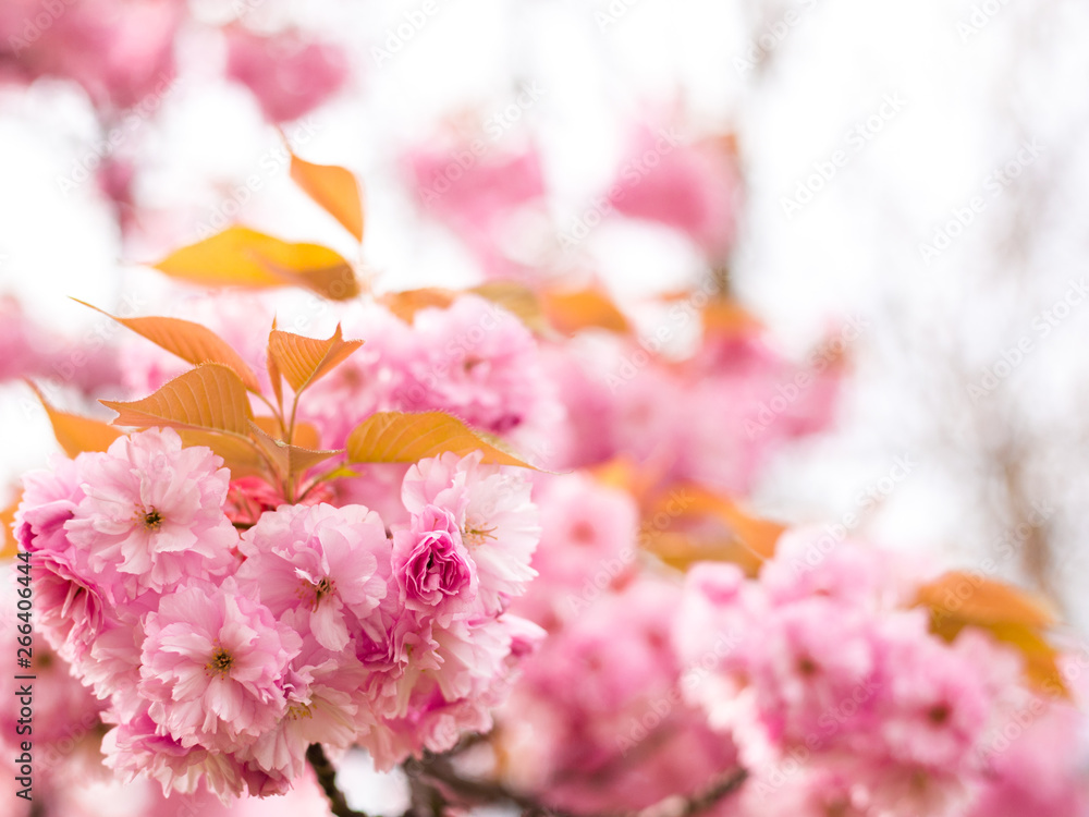 Beautiful cherry blossom sakura in spring time on nature background Beautiful cherry blossom sakura in spring time on nature background