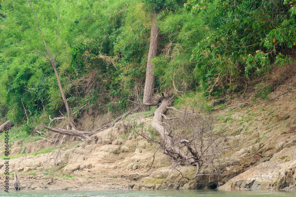 arbol arbol