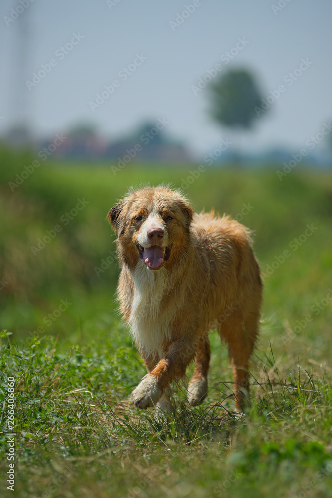 Portrait of a red merle australian shepherd in a natural environment Portrait of a red merle australian shepherd in a natural environment