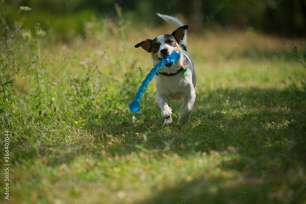 Jack russell terrier is retrieving a big blue plastic dog toy Jack russell terrier is retrieving a big blue plastic dog toy