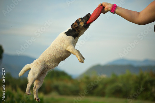 A jack russell terrier is biting a disc that the woner is holding in the air photo