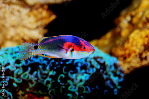 Quadro em tela Exquisite Fairy Wrasse - (Cirrhilabrus exquisitus)