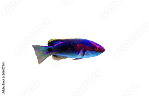 Fotografija Exquisite Fairy Wrasse - (Cirrhilabrus exquisitus)