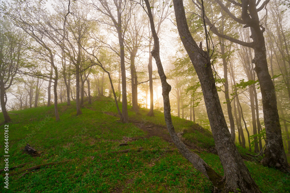 Mountain summer. Fairy misty forest, sunset Mountain summer. Fairy misty forest, sunset