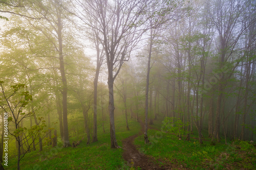 Fototapeta Naklejka Na Ścianę i Meble -  Mountain summer. Fairy misty forest, sunset