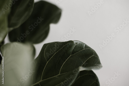 Moody Fiddle Leaf Fig Plant photo