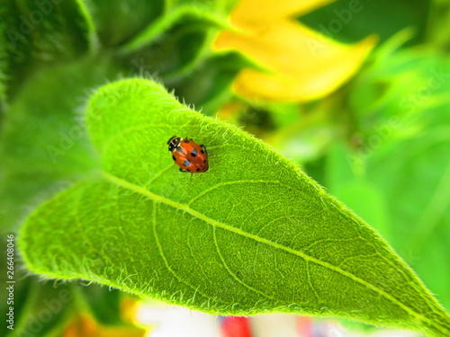 Ladybug on a Leaf © Mariangela