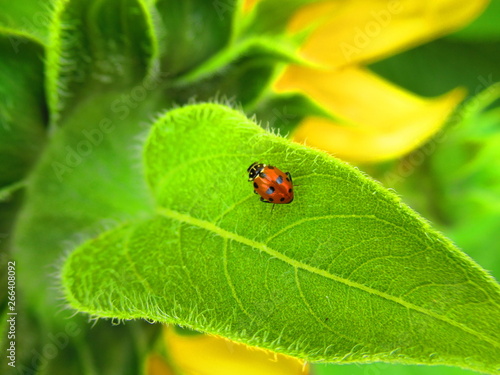 Ladybug on a Leaf