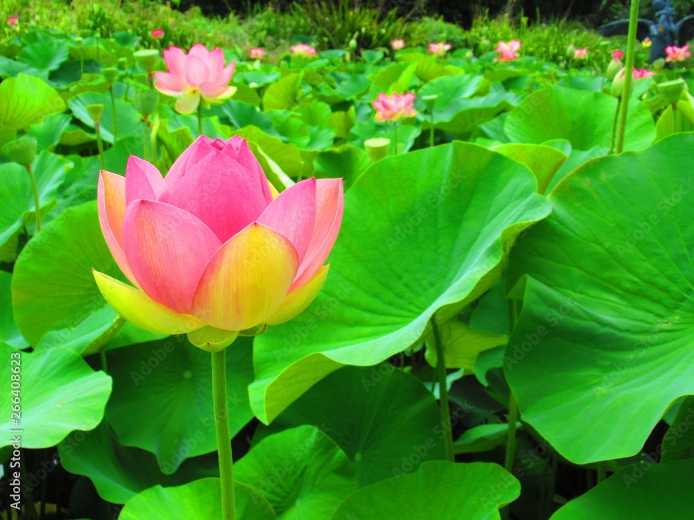Lotus Flower in Australia