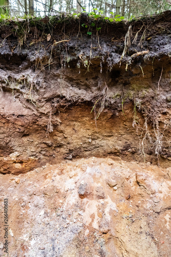 Layers in soil profile with visible roots