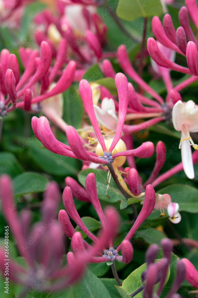 Pretty Honeysuckle Flower in a Garden Pretty Honeysuckle Flower in a Garden