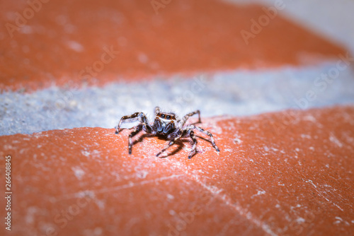 Black and White striped Jumping spider (salticidae) sitting on a wall, Cape Town, South Africa photo