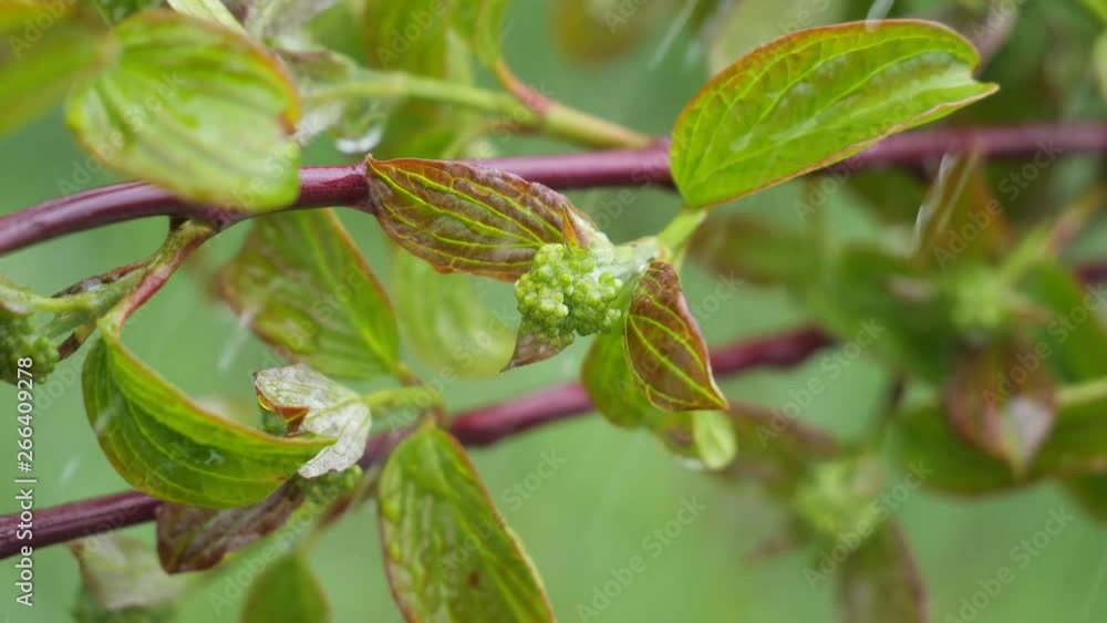 Green leaf with raindrops in the summer in nature develops in the wind Green leaf with raindrops in the summer in nature develops in the wind
